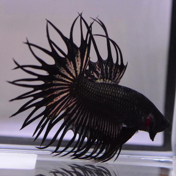 ベタ 熱帯魚 生体 キングクラウンテール ブラック オスカッパー