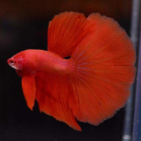ベタ 熱帯魚 生体 ハーフムーン オレンジ オス レッド系