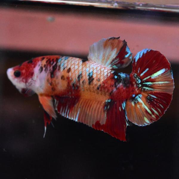 ベタ 熱帯魚 生体  ジャイアント プラカット キャンディ オス レッド系