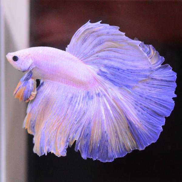 ベタ 熱帯魚 生体 ハーフムーン イエローグリッセル オス ブルー系