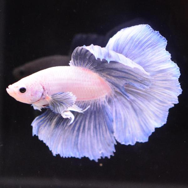 ベタ 熱帯魚 生体 ハーフムーン ダンボスウィート オス ブルー系