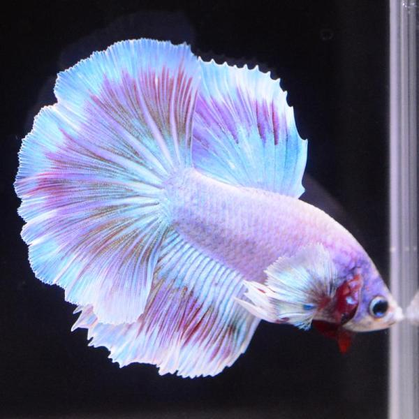 ベタ 熱帯魚 生体 ハーフムーン ダンボスウィート オス レッド系