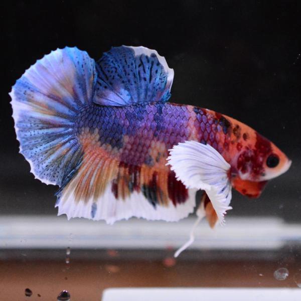 ベタ 熱帯魚 生体 プラカット ダンボキャンディ オス ブルー系