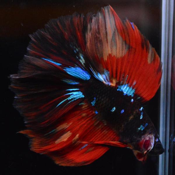 ベタ 熱帯魚 生体 ダブルテールハーフムーン ブラックスター オス ブルー系