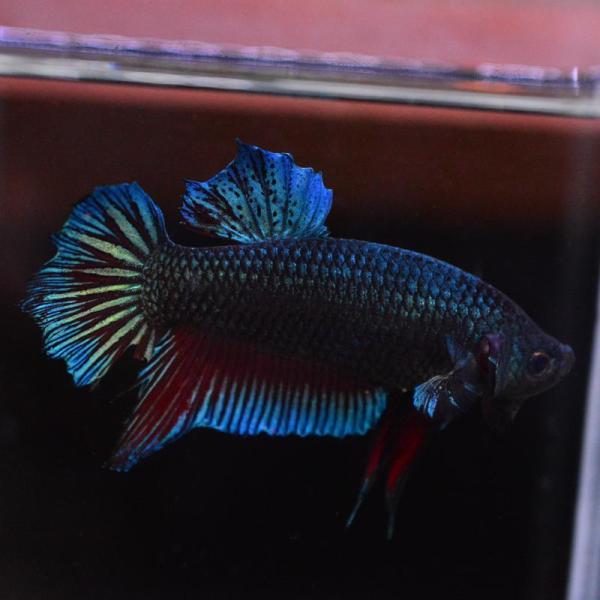 ベタ 熱帯魚 生体  ジャイアント プラカット グリーンドラゴン オス ブルー系