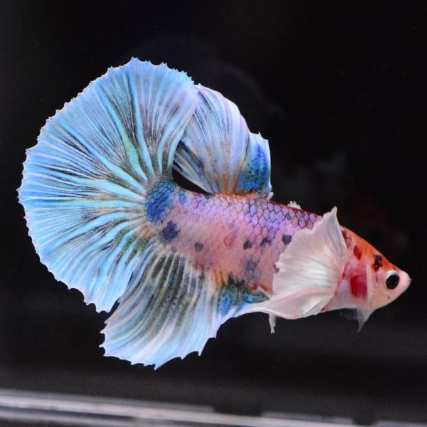 ベタ 熱帯魚 生体 ハーフムーン ダンボキャンディ オス レッド系