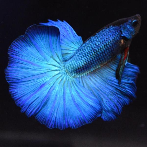 ベタ 熱帯魚 生体 ハーフムーン ターコイズ オス ブルー系