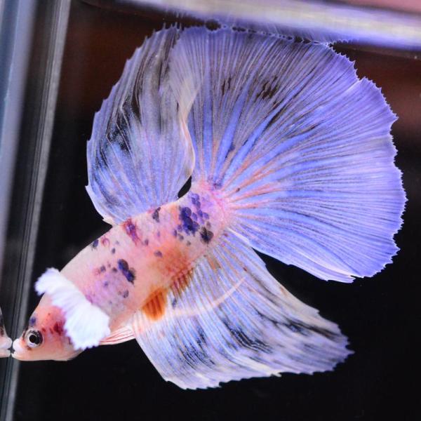 ベタ 熱帯魚 生体 ハーフムーン ダンボキャンディ オス レッド系