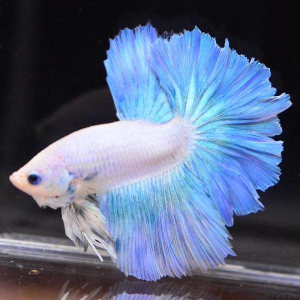 ベタ 熱帯魚 生体 ハーフムーン ブルースウィート オス