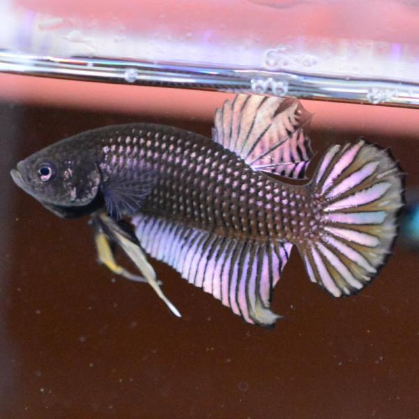 ベタ 熱帯魚 生体 インベリス カッパーイエロー オス