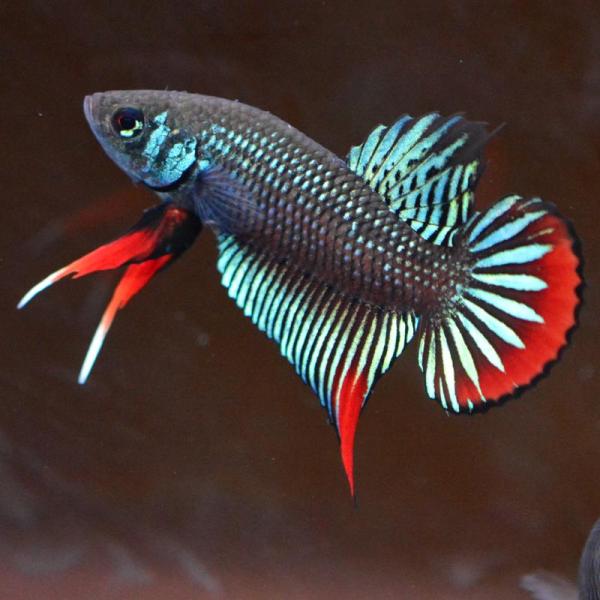 ベタ 熱帯魚 生体 インベリス グリーンレッド オス
