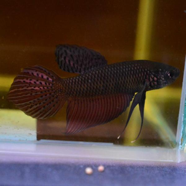 ベタ 熱帯魚 生体 スマラグディナカッパー オス