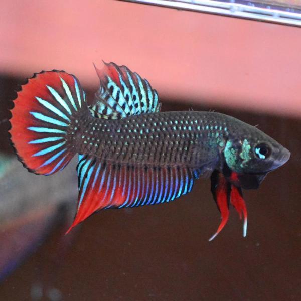 ベタ 熱帯魚 生体 インベリス グリーンレッド オス