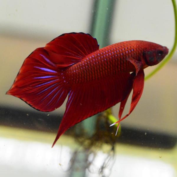 ベタ 熱帯魚 生体 スプレンデンスレッド オス