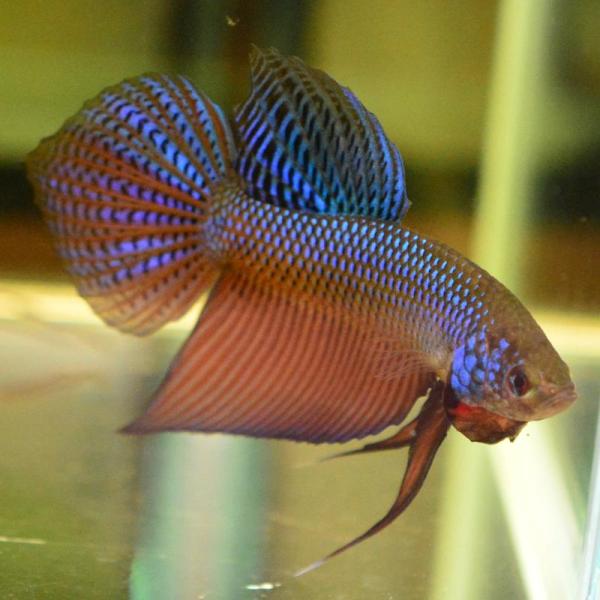 ベタ 熱帯魚 生体 スマラグディナギターグリーン オス