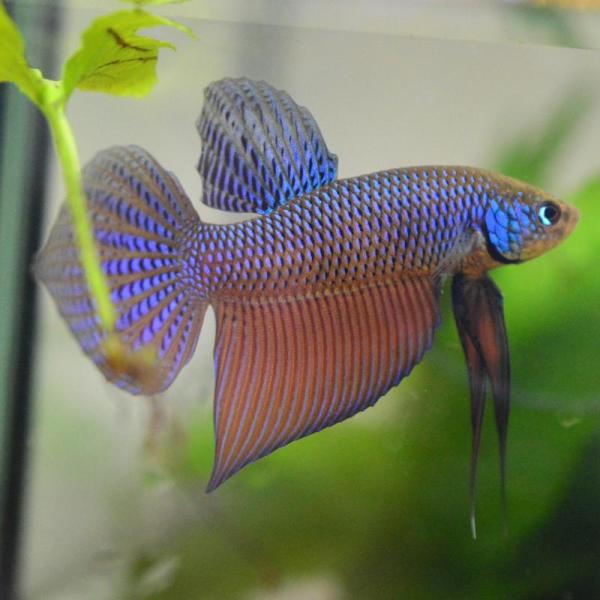 ベタ 熱帯魚 生体 スマラグディナギターグリーン オス