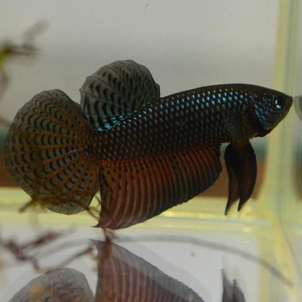 ベタ 熱帯魚 生体 スマラグディナギターカーボン オス