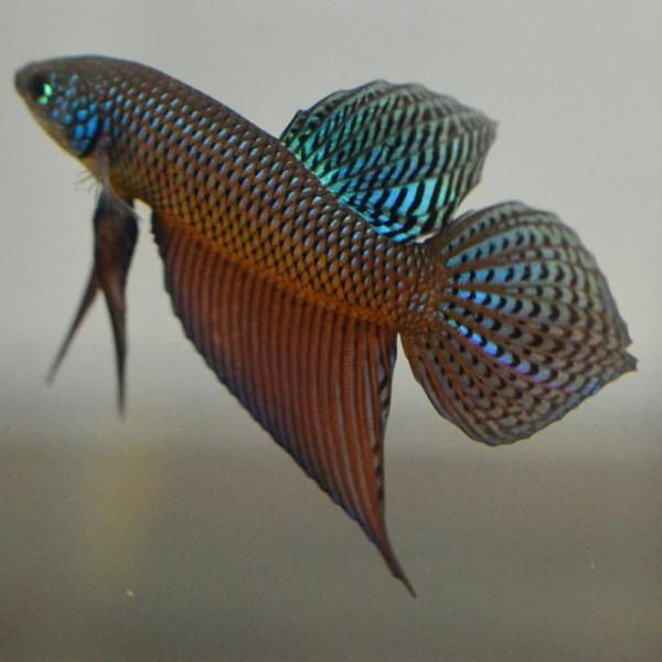 ベタ 熱帯魚 生体 スマラグディナギターカーボン オス