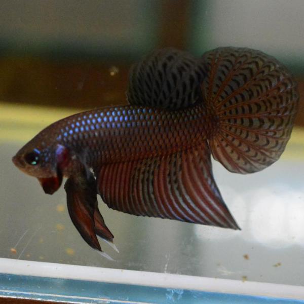 ベタ 熱帯魚 生体 スマラグディナギターカーボン オス