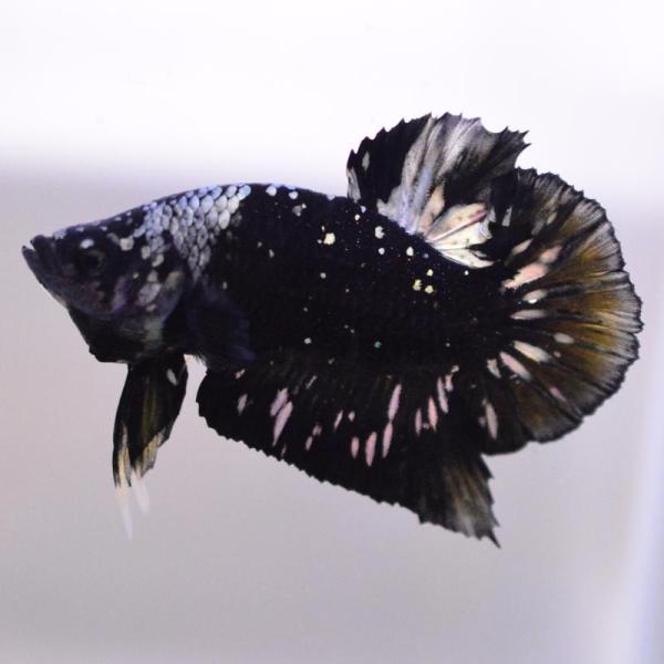 ベタ 熱帯魚 生体 プラカット  アバターカッパー オス ブラック系