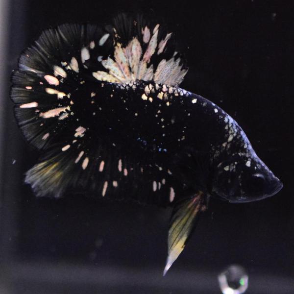 ベタ 熱帯魚 生体 プラカット  アバターカッパー オス ブラック系