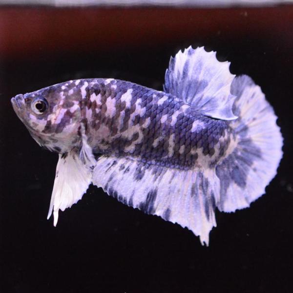 ベタ 熱帯魚 生体 プラカット ブルードット オス ホワイト系