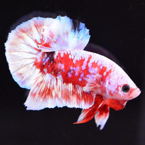 ベタ 熱帯魚 生体 プラカット バロンサイ オス レッド系