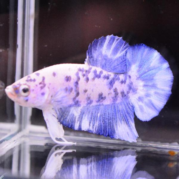 ベタ 熱帯魚 生体 プラカット ブルードット オス ホワイト系