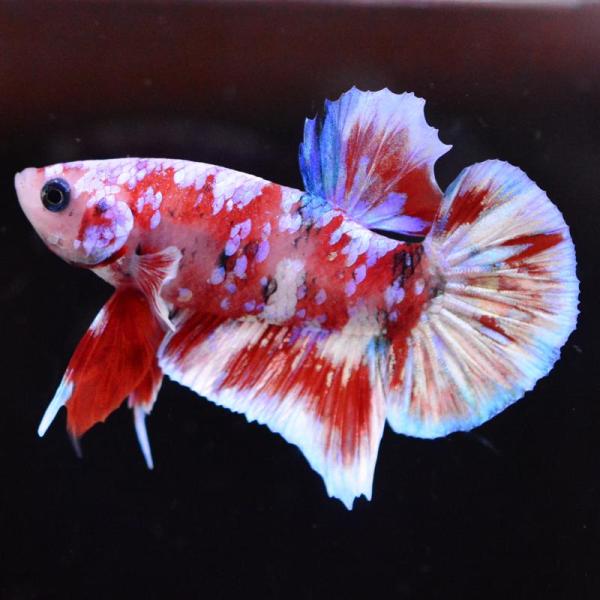 ベタ 熱帯魚 生体 プラカット バロンサイ オス レッド系