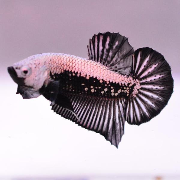 ベタ 熱帯魚 生体 プラカット サムライ オス ブラック系