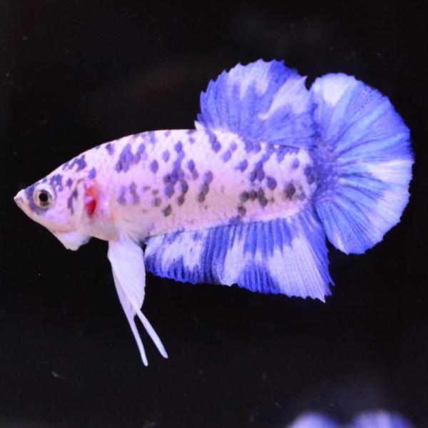 ベタ 熱帯魚 生体 プラカット ブルードット オス ホワイト系