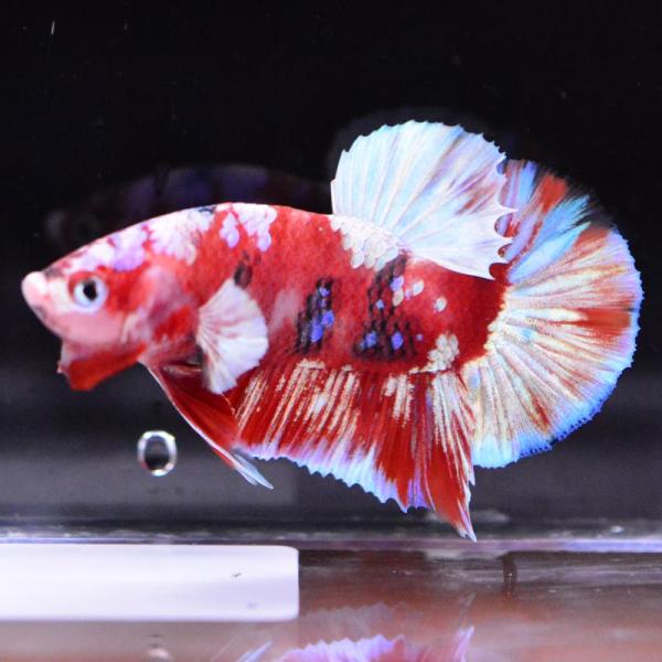 ベタ 熱帯魚 生体 プラカット バロンサイ オス レッド系