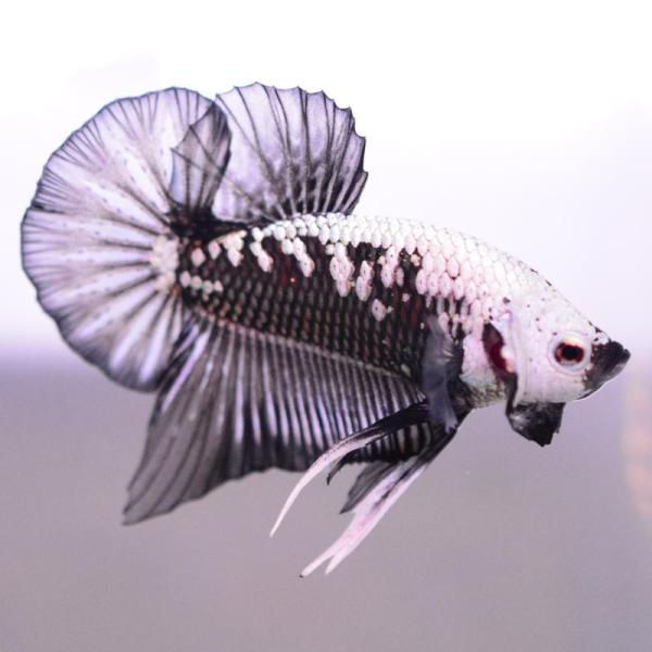 ベタ 熱帯魚 生体 プラカット サムライ オス ブラック系