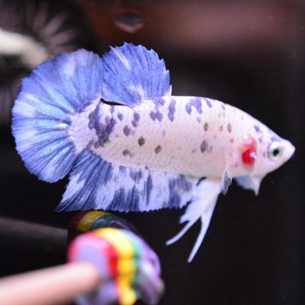 ベタ 熱帯魚 生体 プラカット ブルードット オス ホワイト系