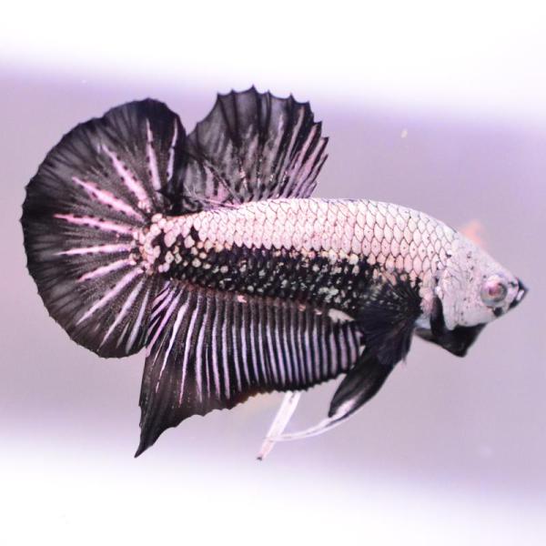 ベタ 熱帯魚 生体 プラカット サムライ オス ブラック系