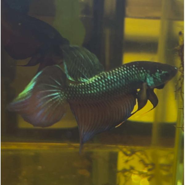 ベタ 熱帯魚 生体 スマラグディナ ブリラムグリーン オス