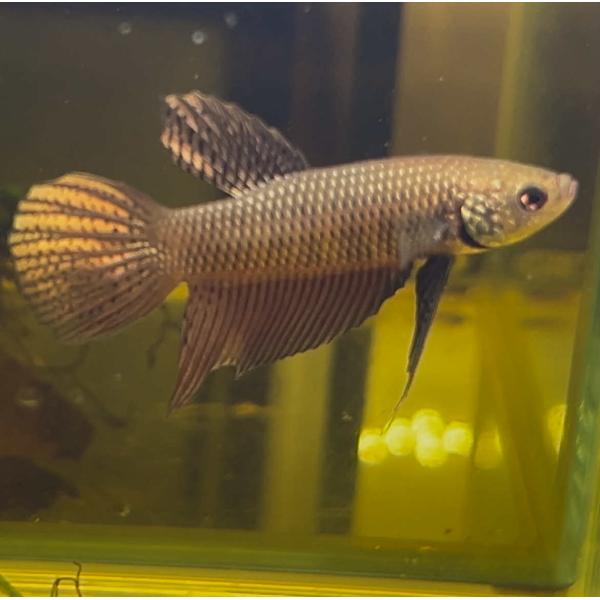ベタ 熱帯魚 生体 スマラグディナカッパー オス