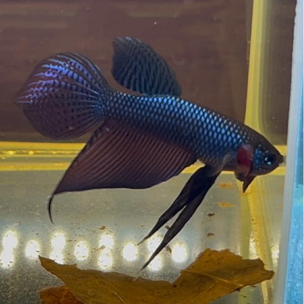 ベタ 熱帯魚 生体 スマラグディナギターグリーン オス