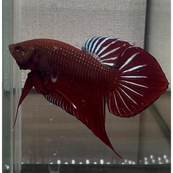 ベタ 熱帯魚 生体 スプレンデンスレッド オス