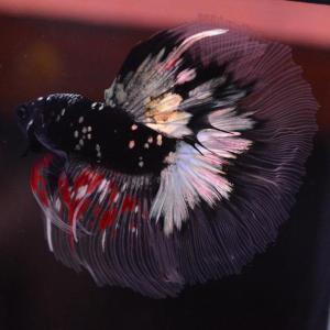 ベタ 熱帯魚 生体 ハーフムーン ブラックスタ...の詳細画像1