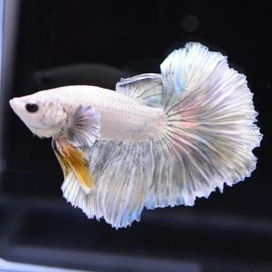 ベタ 熱帯魚 生体 ハーフムーン ダンボカッパー オス イエロー系