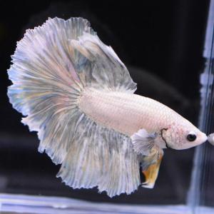 ベタ 熱帯魚 生体 ハーフムーン ダンボカッパ...の詳細画像1
