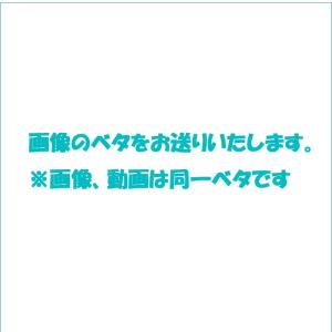 ベタ 熱帯魚 生体 ハーフムーン ダンボカッパ...の詳細画像2