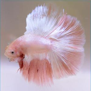 ベタ 熱帯魚 生体 フルムーン ピンク オス レッド系