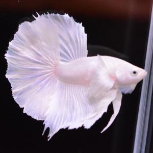 ベタ専門店 Pet Fish