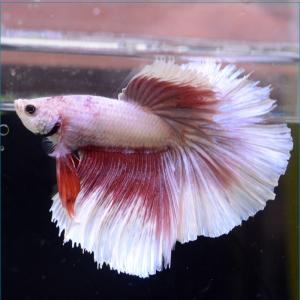 ベタ 熱帯魚 生体 ショーベタ パステル オス ブルー系
