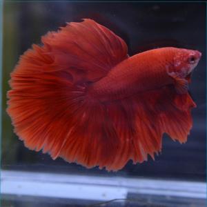 ベタ オス ピンクの商品一覧 通販 Yahoo ショッピング