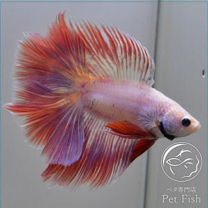 ベタ専門店 ペットフィッシュ ダブルテール ベタ Yahoo ショッピング