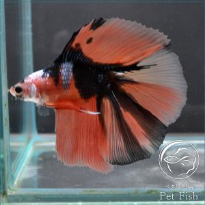 ベタ専門店 ペットフィッシュ ダブルテール ベタ Yahoo ショッピング