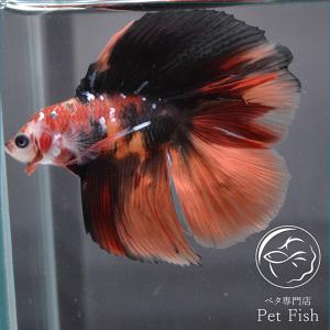 ベタ専門店 ペットフィッシュ ダブルテール ベタ Yahoo ショッピング